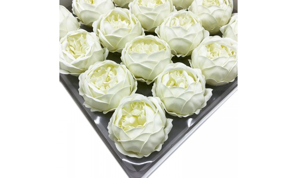 Muilo bijūnai. Spalva dramblio kaulo Muilo bijūnai. Spalva dramblio kaulo