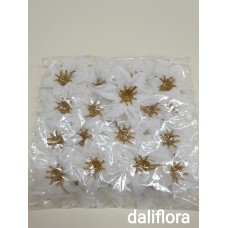 Kalėdinė gėlė. Pokelis Kalėdinė gėlė. Pokelis