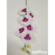 Orchidėja. Spalva balta su violetine