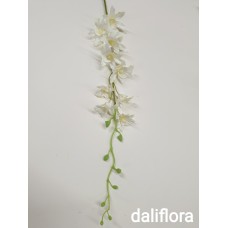 Tailandietiška smulkiažiedė orchidėja. Spalva balta