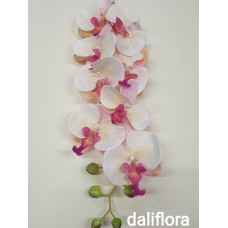 Orchidėja. Spalva pastelinė