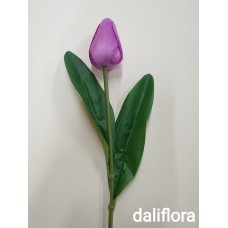 Tulpė. Spalva violetinė