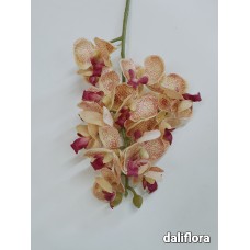Smulkiažiedė orchidėja. Spalva persikinė