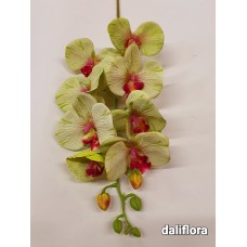 Orchidėja. Spalva žalia