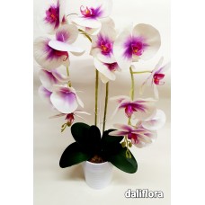 Orchidėjų kompozicija