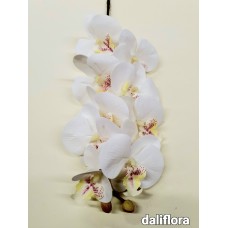 Orchidėja. Spalva balta