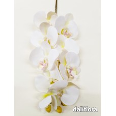 Orchidėja. Spalva balta su žalsva