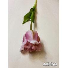 Lateksinė - garbanota tulpė