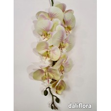 Orchidėja. Spalva žalsva