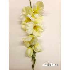 Kardeliai. Spalva žalsva