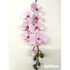 Orchidėja. Spalva rožinė 