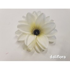 Jurginų žiedai. Spalva balta