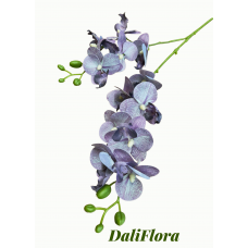 Orchidėja. Spalva violetinė