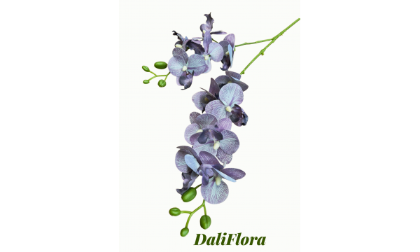 Orchidėja. Spalva violetinė
