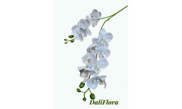 Orchidėja. Spalva balta