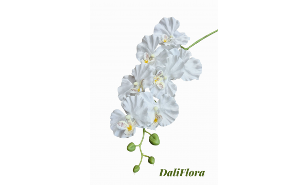 Orchidėja. Spalva balta