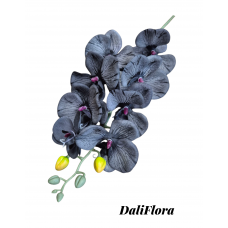 Orchidėja. Spalva juoda