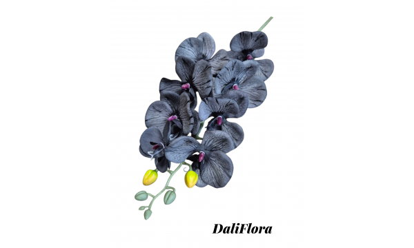 Orchidėjų puokštė. Spalva juoda
