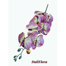 Orchidėja. Spalva marga
