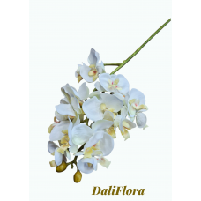 Orchidėja smulkiažiedė