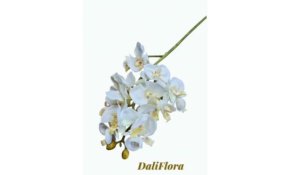 Orchidėja smulkiažiedė