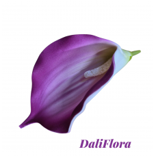 Kalijų žiedai. Spalva rausvai violetine