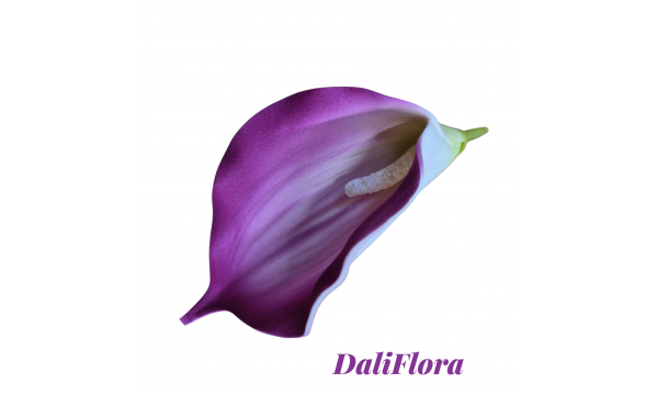 Kalijų žiedai. Spalva rausvai violetine