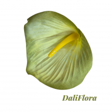 Kalijų žiedai. Spalva žalsva
