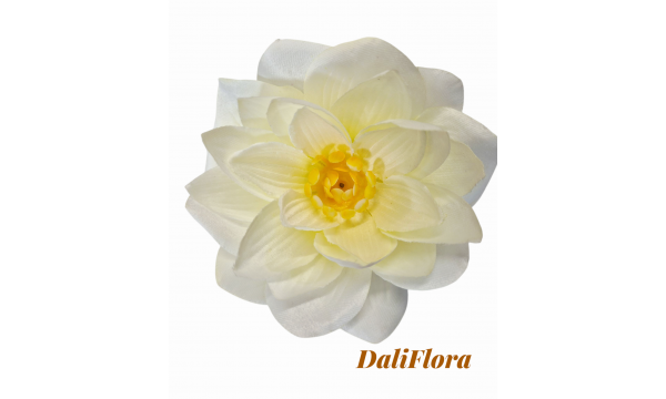 Vandens lelija Vandens lelija