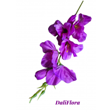 Kardeliai. Spalva rausva