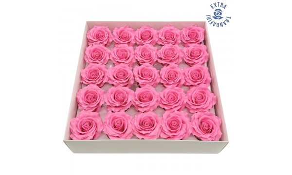 Muilo rožė. Spalva rožinis ciklamenas