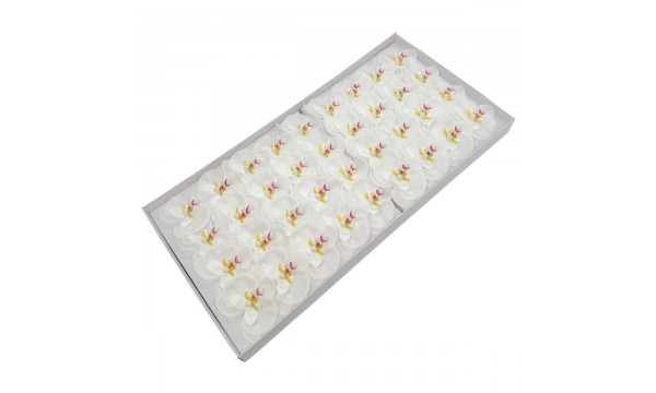 Muilo orchidėja. Spalva balta Muilo orchidėja. Spalva balta