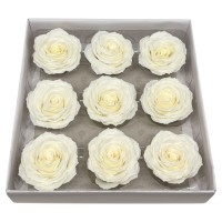 Muilo rožė. Spalva dramblio kaulo