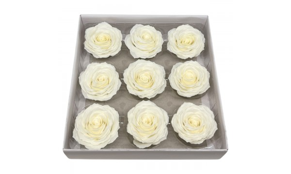 Muilo rožė. Spalva dramblio kaulo Muilo rožė. Spalva dramblio kaulo