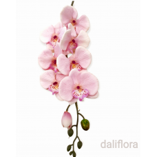 Orchidėja. Spalva rožinė