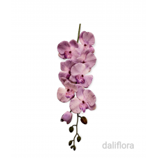 Orchidėja. Spalva violetinė