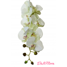 Orchidėja. Spalva žalsva