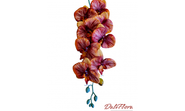 Orchidėja. Spalva ruda su rausva