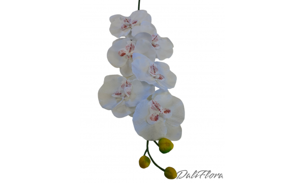 Orchidėja. Spalva balta
