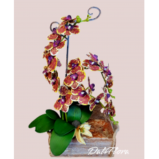 Orchidėjų kompozicija