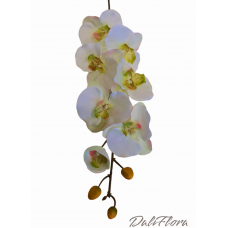 Orchidėja. Spalva balta