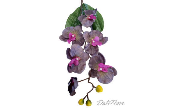Orchidėja. Spalva violetinė