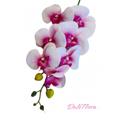 Orchidėja. Spalva balta su rožine