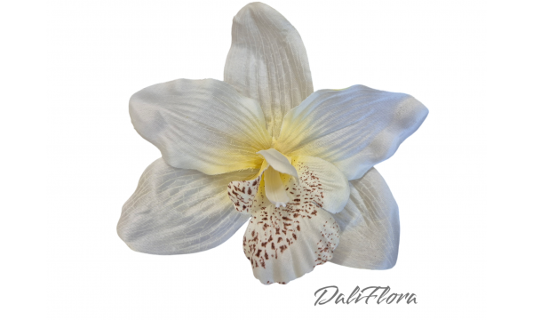 Orchidėjų žiedai. Spalva kreminė