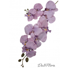 Orchidėja. Spalva švelniai violetinė