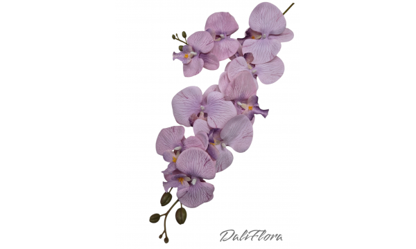 Orchidėja. Spalva švelniai violetinė