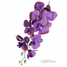 Orchidėja. Spalva švelniai violetinė