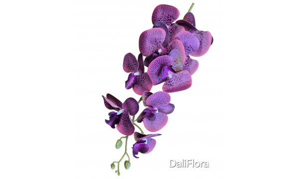 Orchidėja. Spalva švelniai violetinė