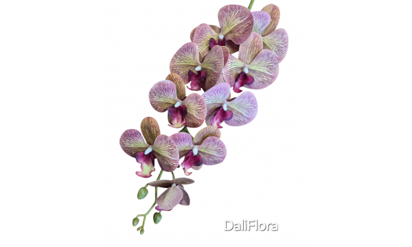 Orchidėja. Spalva švelniai violetinė
