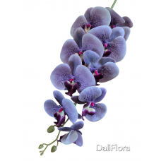 Orchidėja. Spalva violetinė